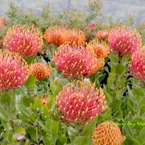 Leucospermum Patersonii Brothers Live Plant – 3 Gallon Pot – Orange Pincushion Flowers - Image 1