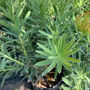 Leucospermum Patersonii Brothers Live Plant – 3 Gallon Pot – Orange Pincushion Flowers - Image 2