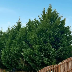 Leyland Cypress Live Plant - 6-12 in Tall, 2.5 in Pot, Outdoor Evergreen for Privacy - Image 4