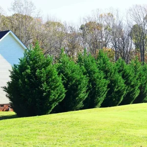 Leyland Cypress Live Plant - 6-12 in Tall, 2.5 in Pot, Outdoor Evergreen for Privacy - Image 5
