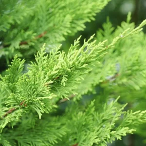 Leyland Cypress Live Plant - 6-12 in Tall, 2.5 in Pot, Outdoor Evergreen for Privacy - Image 6