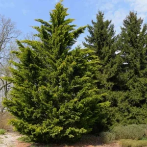 Leyland Cypress Live Plant - 6-12 in Tall, 2.5 in Pot, Outdoor Evergreen for Privacy - Image 1