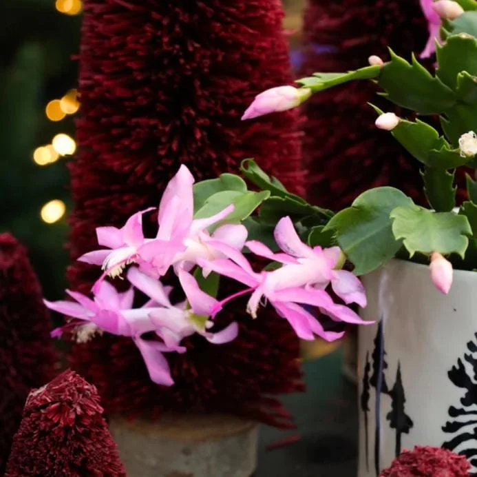 Light Pink Christmas Cactus Live Plant 4-6" Tall in 2" Pot - Indoor Blooming Tropical Succulent - Image 2