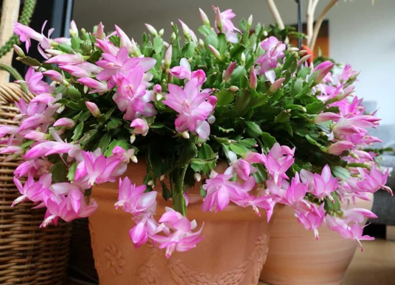 Light Pink Christmas Cactus Live Plant 4-6" Tall in 2" Pot - Indoor Blooming Tropical Succulent - Image 3