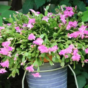 Light Pink Christmas Cactus Live Plant 4-6