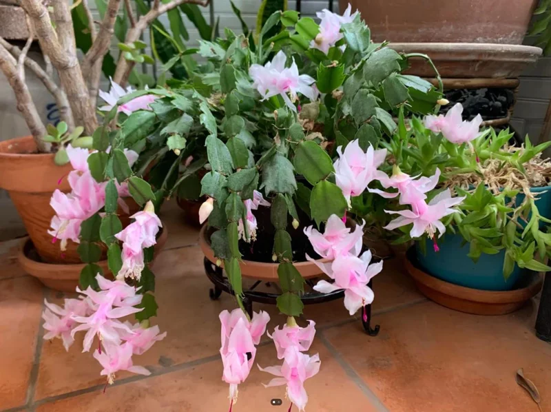 Light Pink Christmas Cactus Live Plant 4-6" Tall in 2" Pot - Indoor Blooming Tropical Succulent - Image 5