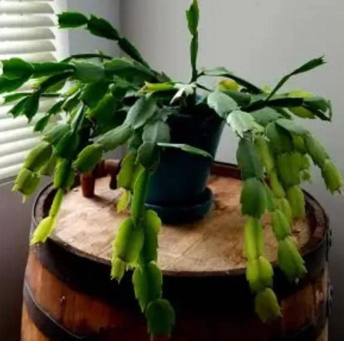 Light Pink Christmas Cactus Live Plant 4-6" Tall in 2" Pot - Indoor Blooming Tropical Succulent - Image 6