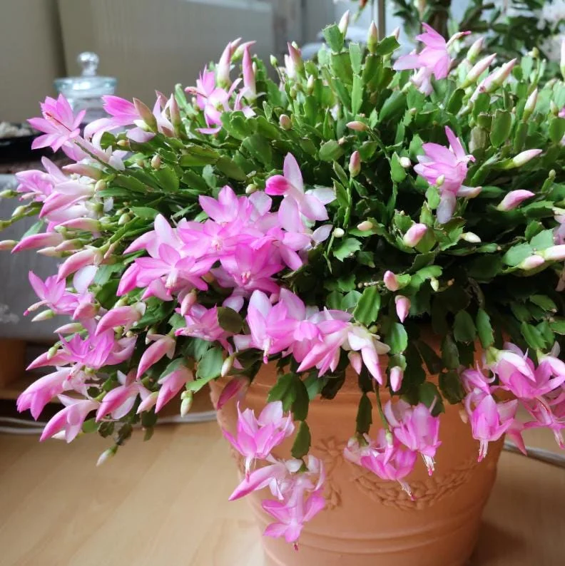 Light Pink Christmas Cactus Live Plant 4-6" Tall in 2" Pot - Indoor Blooming Tropical Succulent - Image 1
