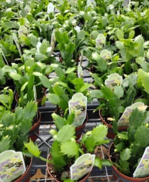 Light Pink Christmas Cactus Live Plant 4-6" Tall in 2" Pot - Indoor Blooming Tropical Succulent - Image 7