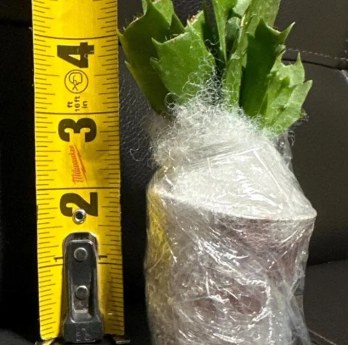 Light Pink Christmas Cactus Live Plant 4-6" Tall in 2" Pot - Indoor Blooming Tropical Succulent - Image 9