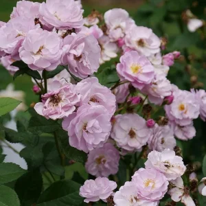 Lilac Days Climbing Rose Live Plant – Fragrant Lavender Flowers – 4 inch Pot – Outdoor - Image 3