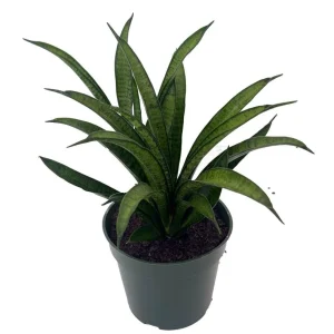Lilliput Snake Plant - 4 inch Pot - Sansevieria trifasciata Hybrid - Live Indoor Plant - Image 1