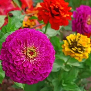 Lilliput Zinnia Seeds Mix - Zinnia Elegans Flower Seeds - Colorful, Non-GMO - Image 2
