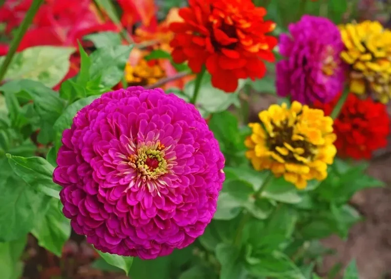 Lilliput Zinnia Seeds Mix - Zinnia Elegans Flower Seeds - Colorful, Non-GMO - Image 2