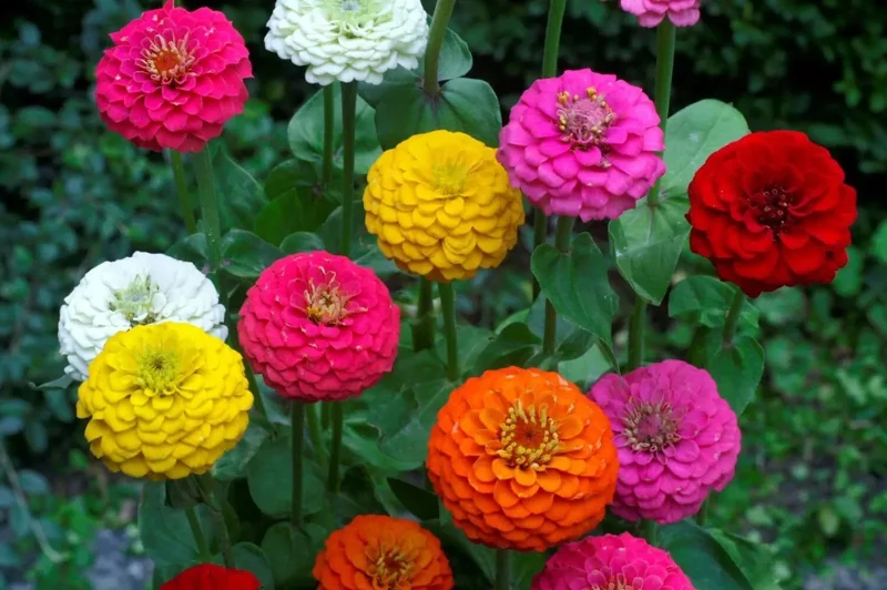 Lilliput Zinnia Seeds Mix - Zinnia Elegans Flower Seeds - Colorful, Non-GMO - Image 1