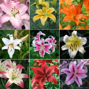 Lily Flower Bulbs Mix - 7 Bulbs, Oriental, Asiatic, Trumpet Varieties - Image 3