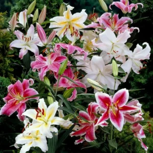Lily Flower Bulbs Mix - 7 Bulbs, Oriental, Asiatic, Trumpet Varieties - Image 8