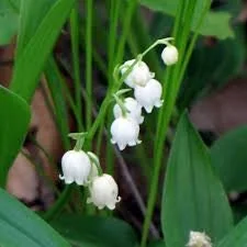 Lily of the Valley Bulbs - Convallaria majalis - Fragrant, Easy Care Perennial - Zone 3-7 - Image 2
