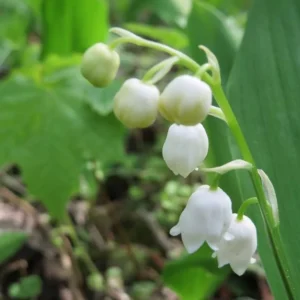 Lily of the Valley Bulbs - Convallaria Majalis - Fragrant White Flowers for Shade Garden - Image 4