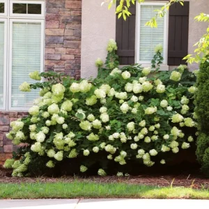 Lime Hydrangea Live Plant – Panicle Shrub in Quart Pot – 6-12 inches Tall – Outdoor - Image 10