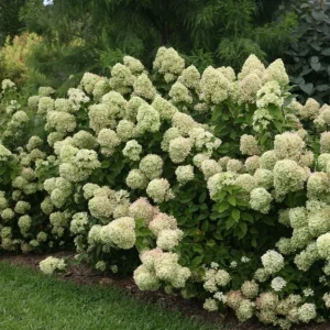 Lime Hydrangea Live Plant – Panicle Shrub in Quart Pot – 6-12 inches Tall – Outdoor - Image 2
