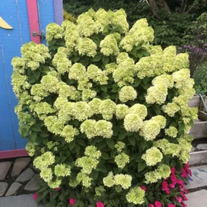 Lime Hydrangea Live Plant – Panicle Shrub in Quart Pot – 6-12 inches Tall – Outdoor - Image 3