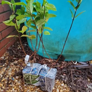 Lime Hydrangea Live Plant – Panicle Shrub in Quart Pot – 6-12 inches Tall – Outdoor - Image 4