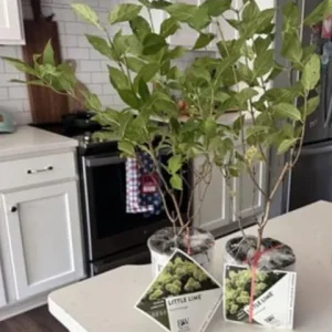 Lime Hydrangea Live Plant – Panicle Shrub in Quart Pot – 6-12 inches Tall – Outdoor - Image 6