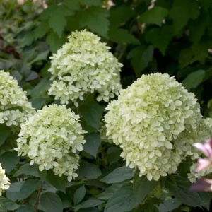 Lime Hydrangea Live Plant – Panicle Shrub in Quart Pot – 6-12 inches Tall – Outdoor - Image 7