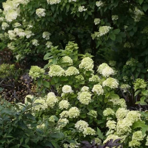 Lime Hydrangea Live Plant – Panicle Shrub in Quart Pot – 6-12 inches Tall – Outdoor - Image 8
