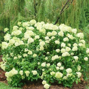 Lime Hydrangea Live Plant – Panicle Shrub in Quart Pot – 6-12 inches Tall – Outdoor - Image 9