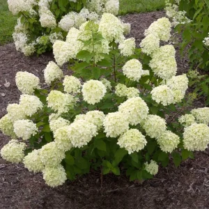 Lime Hydrangea Live Plant – Panicle Shrub in Quart Pot – 6-12 inches Tall – Outdoor - Image 1