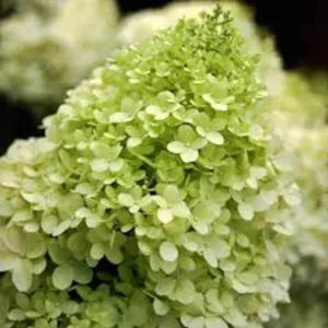 Limelight Hydrangea Bare Root Plug - Cold Hardy Shrub - Green to Pink Blooms - Image 4