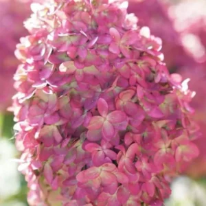 Limelight Prime Hydrangea Shrub Live Plant 8-14" Tall - Outdoor Flowering Bush - Image 2