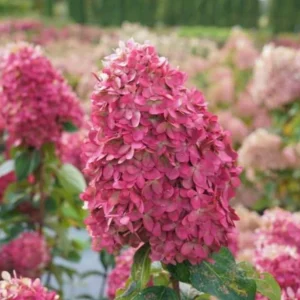Limelight Prime Hydrangea Shrub Live Plant 8-14" Tall - Outdoor Flowering Bush - Image 1