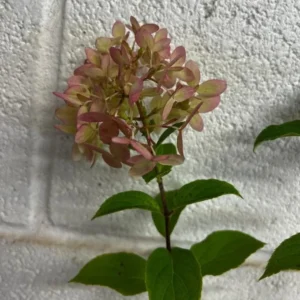 Limelight Prime Hydrangea Shrub Live Plant 8-14
