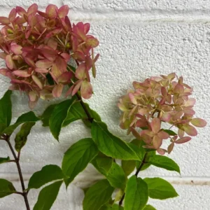 Limelight Prime Hydrangea Shrub Live Plant 8-14