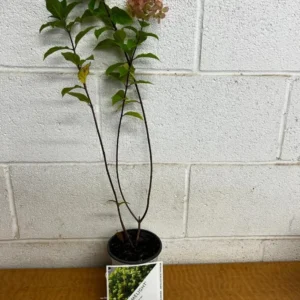 Limelight Prime Hydrangea Shrub Live Plant 8-14