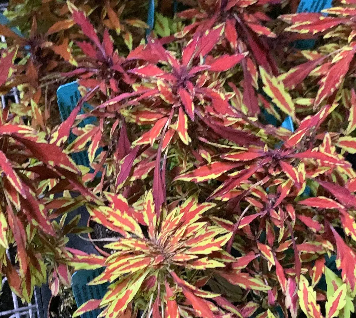 Lion's Mane Coleus Live Plant - Fiery Copper Foliage - 3.7" Pot - Indoor/Outdoor - Image 2