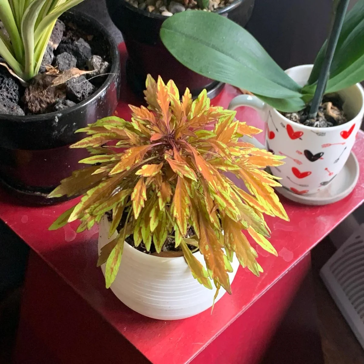 Lion's Mane Coleus Live Plant - Fiery Copper Foliage - 3.7" Pot - Indoor/Outdoor - Image 3