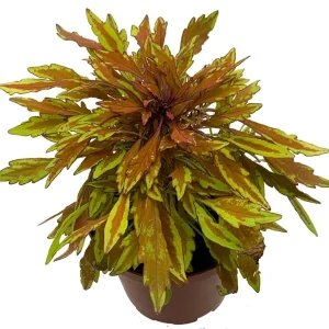 Lion's Mane Coleus Live Plant - Fiery Copper Foliage - 3.7" Pot - Indoor/Outdoor - Image 1
