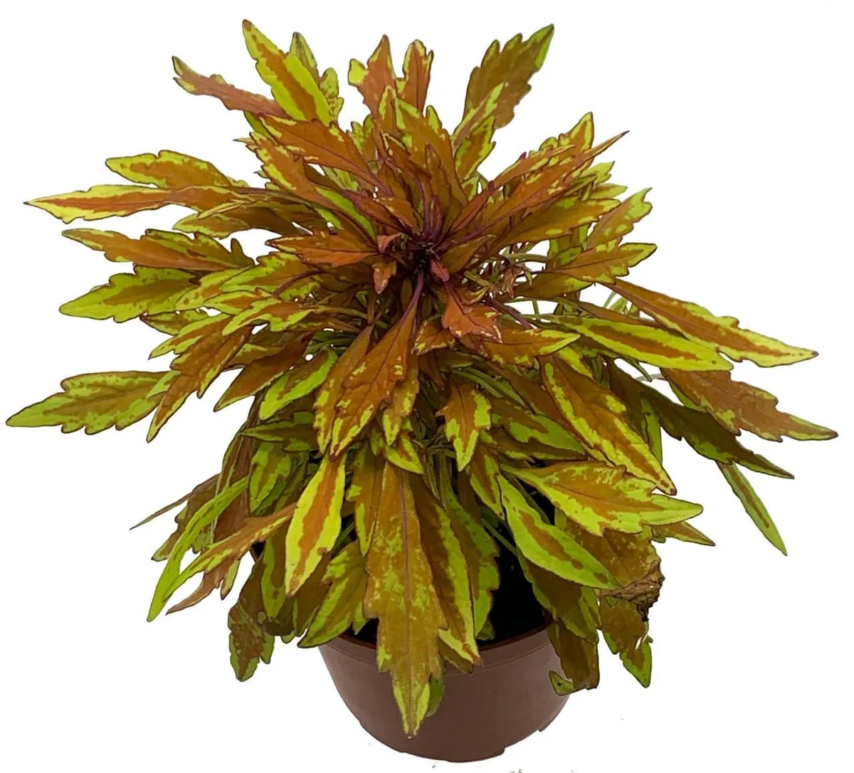 Lion's Mane Coleus Live Plant - Fiery Copper Foliage - 3.7" Pot - Indoor/Outdoor - Image 1