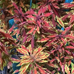 Lion's Mane Mini Copper Plant - Solenostemon Coleus Live Plant - 2.5" Pot - Image 2