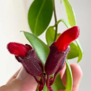 Lipstick Plant Mona Lisa Live Plant - 4-6