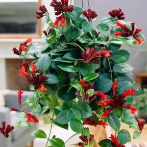 Lipstick Plant Mona Lisa Live Plant - 4-6" Tall, 4" Pot, Trailing Houseplant - Image 1