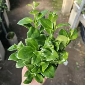 Lipstick Plant Mona Lisa Live Plant - 4-6