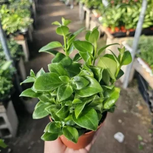 Lipstick Plant Mona Lisa Live Plant - 4-6