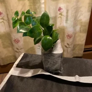 Lipstick Plant Mona Lisa Live Plant - 4-6