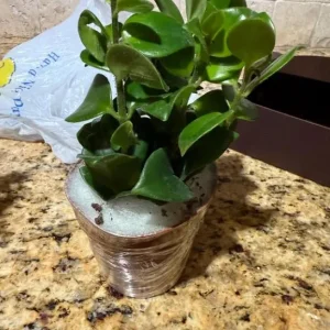 Lipstick Plant Mona Lisa Live Plant - 4-6