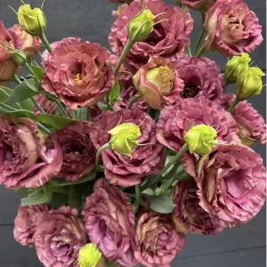 Lisianthus Live Plant Plug - 'Rose Without Thorns' Starter for Garden & Floral Arrangements - Image 3
